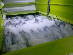 White tuna in refrigerated ship hold