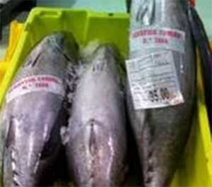 Bonito del norte en caja de plástico