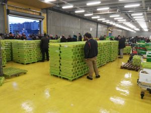 Cajas de plástico TEPSA con Anchoa
